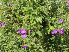 Thunbergia holstii