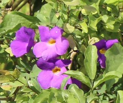 Thunbergia holstii