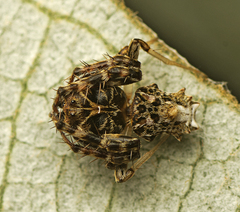 Arkys dilatatus