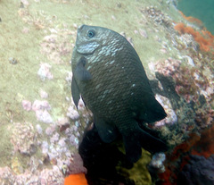 Parma oligolepis