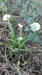 Allium subvillosum