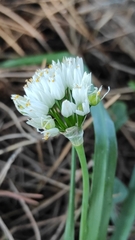 Allium subvillosum