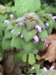 Lamium purpureum