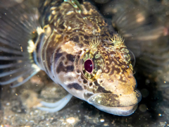 Ruanoho decemdigitatus