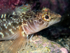 Ruanoho decemdigitatus