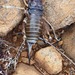 Scree Weta - Photo (c) Chris Ecroyd, some rights reserved (CC BY-NC), uploaded by Chris Ecroyd
