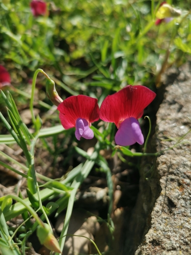 Lathyrus clymenum iNat (3)