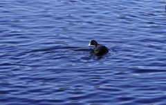 Fulica atra