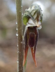 Pterostylis pusilla