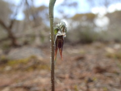 Pterostylis pusilla