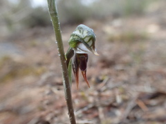 Pterostylis pusilla