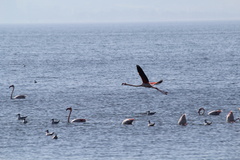 Phoenicopterus roseus