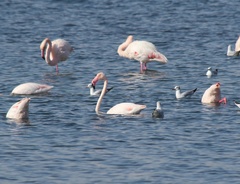 Phoenicopterus roseus