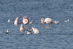 Phoenicopterus roseus