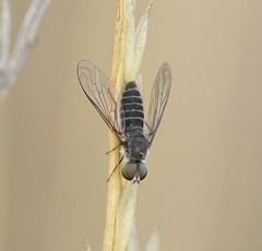 Lomatiinae