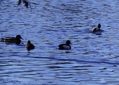 Aythya fuligula