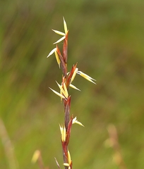 Machaerina juncea