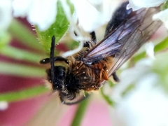 Euandrena
