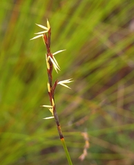 Machaerina juncea
