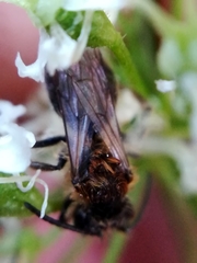 Euandrena