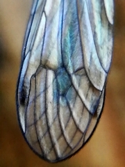 Euandrena
