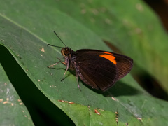 Koruthaialos rubecula