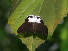 Tagiades ultra