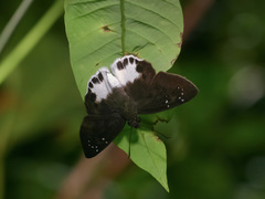 Tagiades ultra