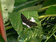 Tagiades ultra