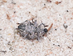 Catasarcus transversalis