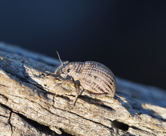 Catasarcus transversalis