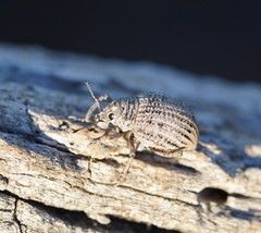 Catasarcus transversalis