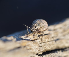 Catasarcus transversalis