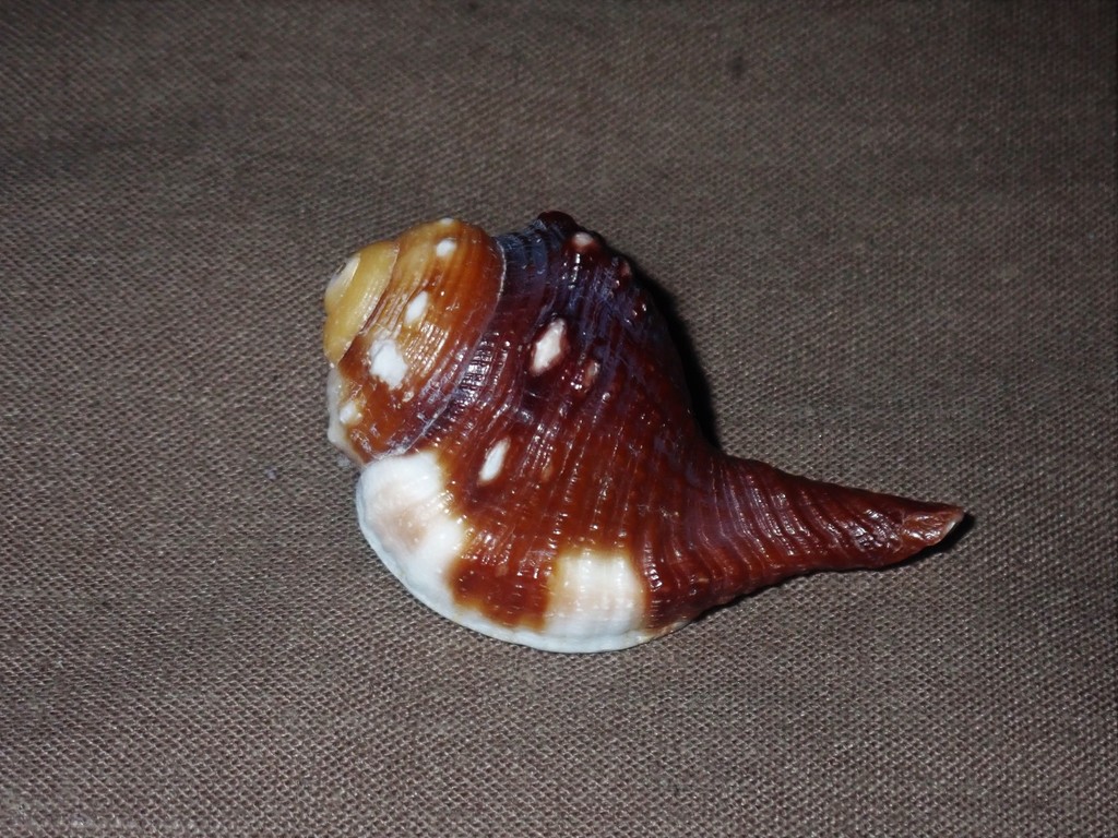 Ranularia oblita