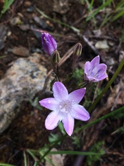 Triteleia bridgesii