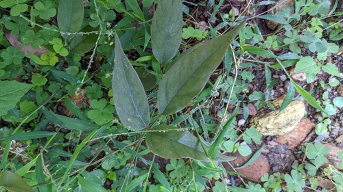 Hylodesmum laterale iNat (2)