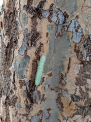 Amphipyra pyramidoides