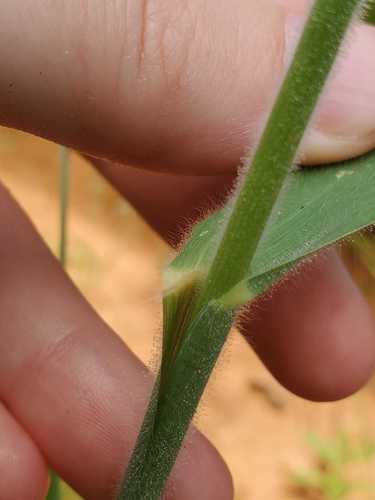 Schmidtia kalahariensis image