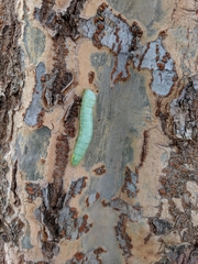 Amphipyra pyramidoides