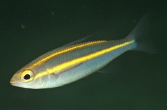 Yellow-Striped Whiptail photo 4
