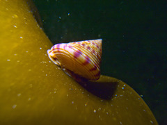 Calliostoma zizyphinum