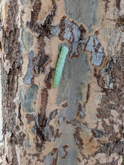 Amphipyra pyramidoides