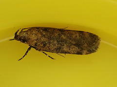 Anisoplaca cosmia