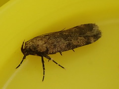Anisoplaca cosmia