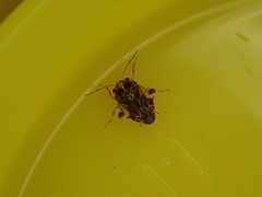 Coridromius norfolkensis