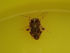 Coridromius norfolkensis