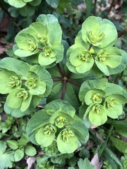 Euphorbia helioscopia