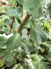 Euphorbia helioscopia