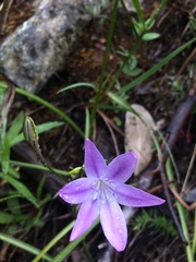 Triteleia bridgesii