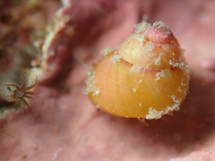 Cantharidus dilatatus